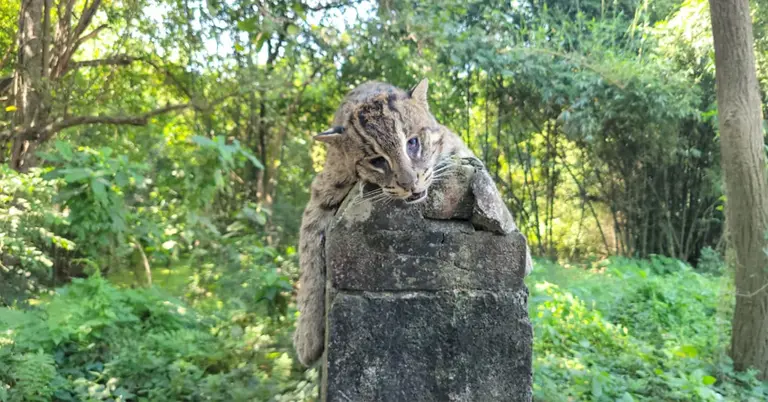 মেছোবাঘের ছবি